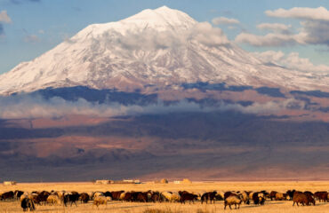 ararat1